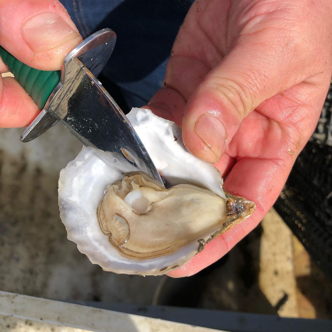 image of Eros Oyster